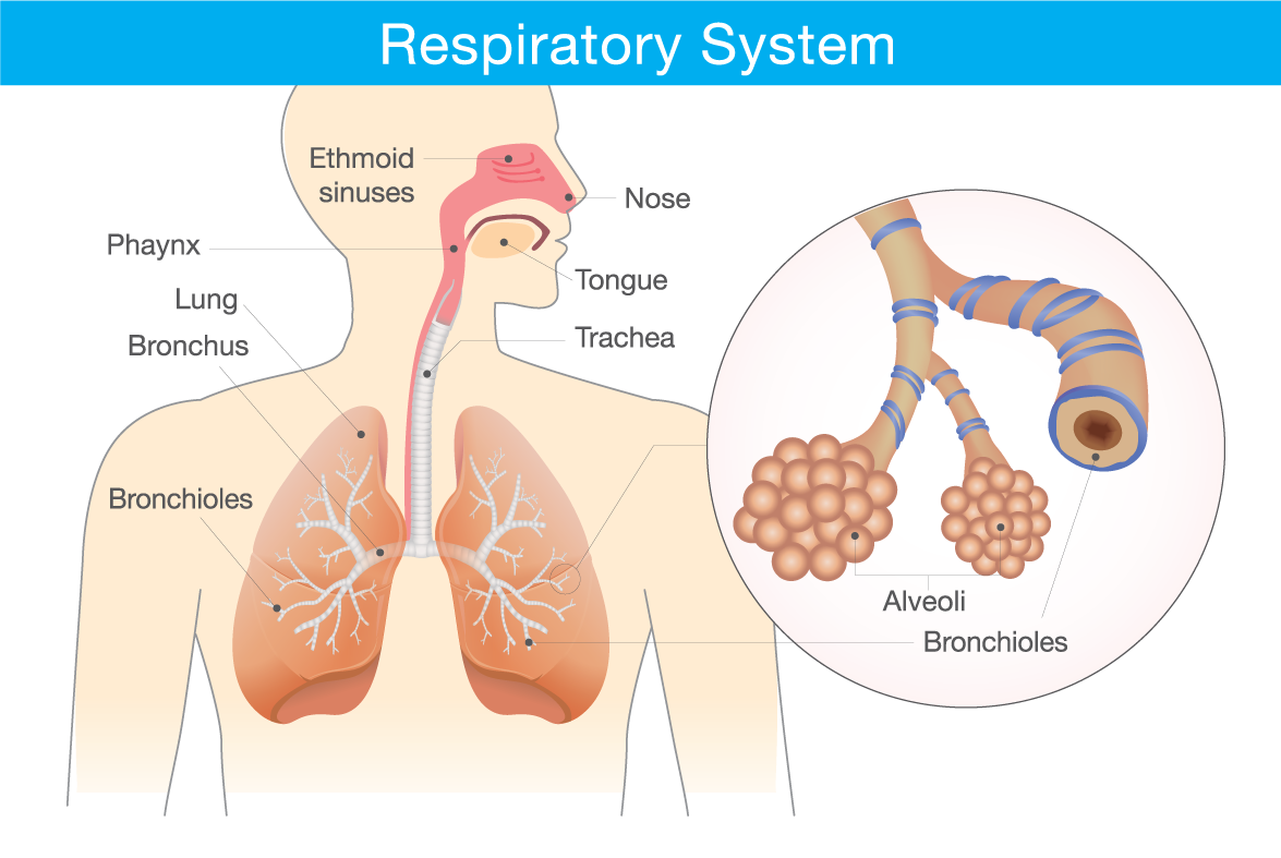 Breathe Easier – COPD